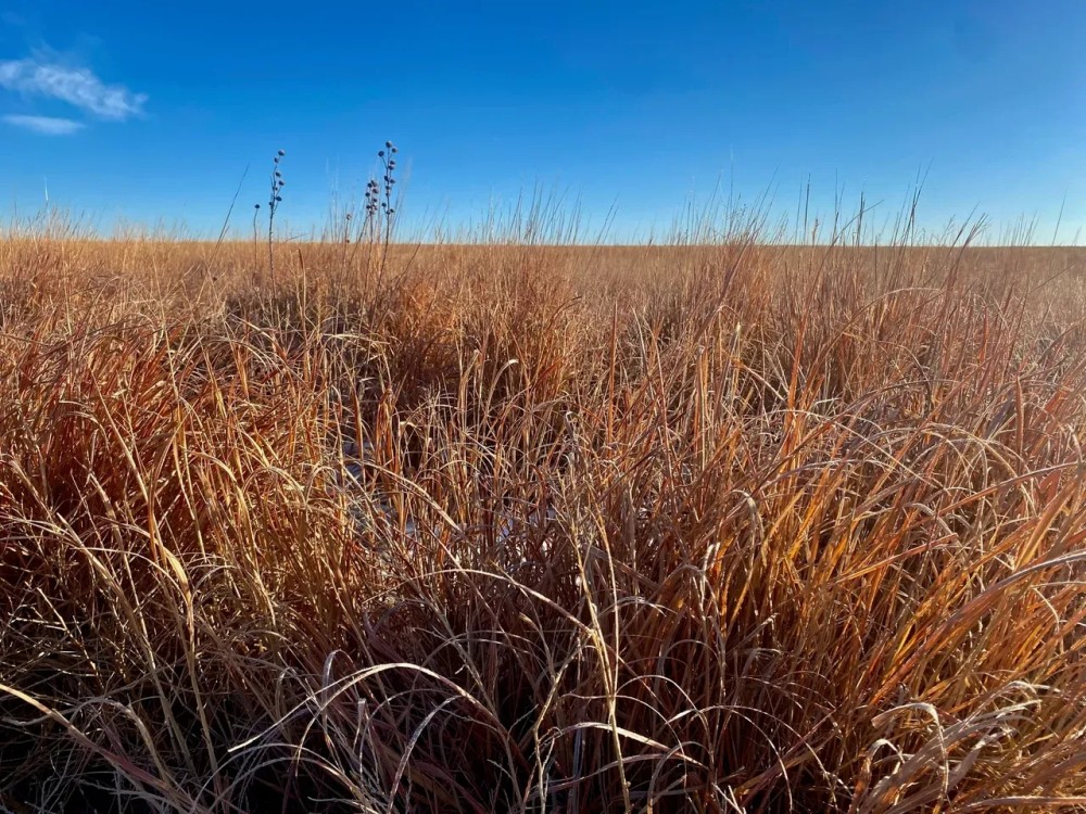 Hamilton Co. KS 320 featured image