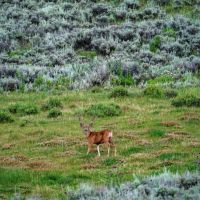 Endless Creeks Ranch images 4