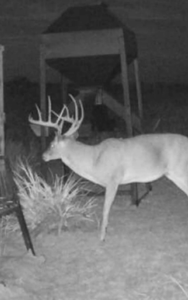 160 Acre Hunting Property Childress TX featured image