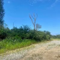 51 acres Magnolia Holmesville Road images 2