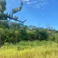 51 acres Magnolia Holmesville Road images 4