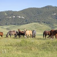 Plum Creek Ranch images 1