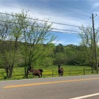 Land Tract Without Restrictions For Sale in Northwest GA images 4