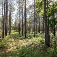 Whitewater Creek High Fence images 2