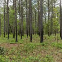 Whitewater Creek High Fence images 3