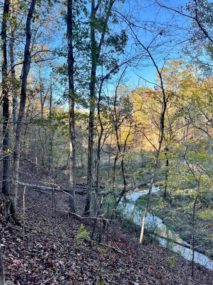 48 Acres in Webster County MS featured image