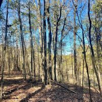 48 Acres in Webster County MS images 3