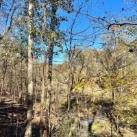 48 Acres in Webster County MS images 4