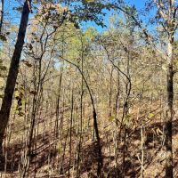 48 Acres in Webster County MS images 5