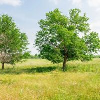 50 Acres in Milam COunty images 4