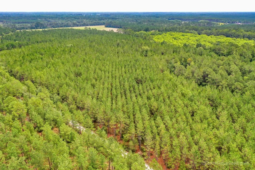 Timberland Investment Tract Ware County GA featured image