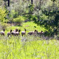 Henry Cattle Ranch images 2