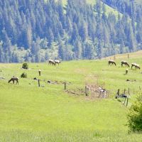 Henry Cattle Ranch images 4