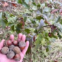 90 Acres with a Home in Attala Choctaw Counties MS images 5