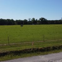 101.3 - acres Cornering Callahan Rd and Cypress Creek Rd Oakdale La 71463 images 5