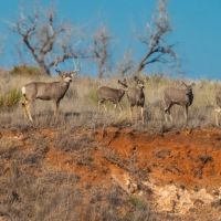 South Division MV2 Ranch images 2