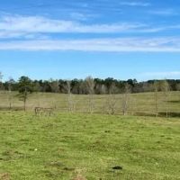 315 Acres in Jasper County in Pachuta MS images 2