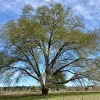 315 Acres in Jasper County in Pachuta MS images 3