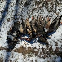 LA - Morehouse 600 acres - images 2