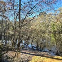49.19 Acres - Tract 2 on Riverfront Haven on Alapaha River images 2