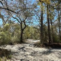 49.19 Acres - Tract 2 on Riverfront Haven on Alapaha River images 4