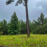 44 Acres T-2 Off County Road 2064 01253 images 3