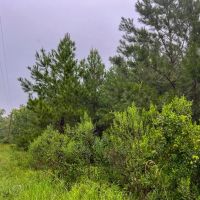 44 Acres T-2 Off County Road 2064 01253 images 5