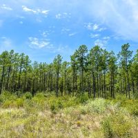 451 Acres The Game Preserve images 3