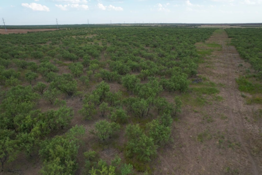 New Listing 100 - Acres Jones County featured image