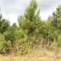 Lost Corner Tract images 3