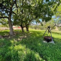 The Cat Ranch images 2