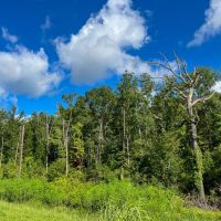 28 Acres T-1 FM 1013 287050 images 5