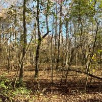 10 - Cypress Bayou WMA Edge Tract images 2