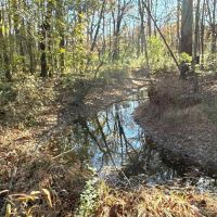 10 - Cypress Bayou WMA Edge Tract images 3