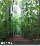 Wall Doxey State Park 60 acres Deer Hunting Land in Marshall, MS images 5