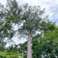 52 Acres FM 2937 C-4 Silsbee Stake images 2