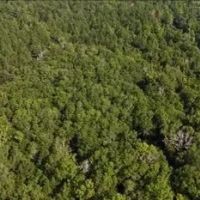 68 Acres in Covington County in Mt. Olive MS images 4