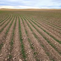 Tillable Cropland Investment Opportunity in Banner Co. NE images 2