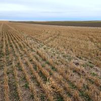 Tillable Cropland Investment Opportunity in Banner Co. NE images 4