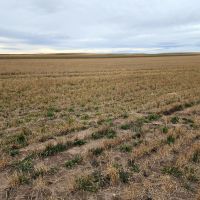 Tillable Cropland Investment Opportunity in Banner Co. NE images 5