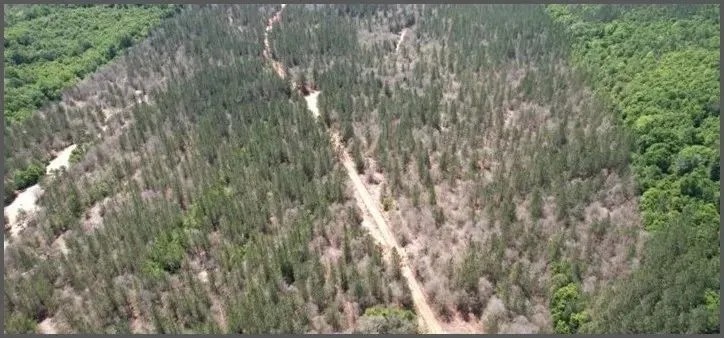 80 Acres in Jasper Clarke County in Vossburg MS featured image