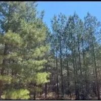 80 Acres in Jasper Clarke County in Vossburg MS images 5