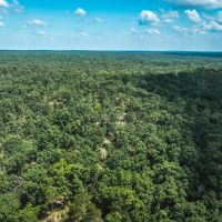 Land Timber 11