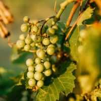 Tamehorse Vineyards images 4