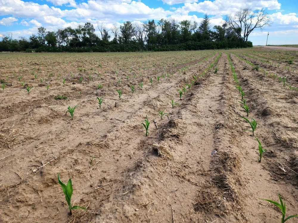 Quarter Section of Cropland near I80 featured image