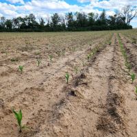 Quarter Section of Cropland near I80