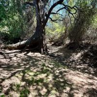 Available 157.5 - Acres Comanche County images 4