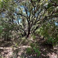 Available 157.5 - Acres Comanche County images 5