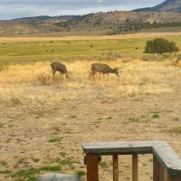 Four S Land Cattle images 5