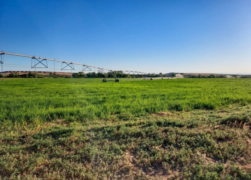 Owyhee Angus Ranch featured image